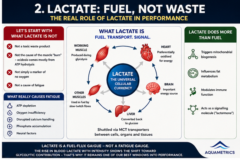 Lactate is fuel, not waste — the real role of lactate in performance
